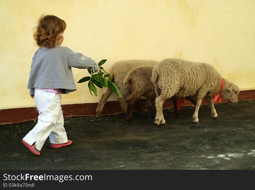 The little girl grazing three lambs