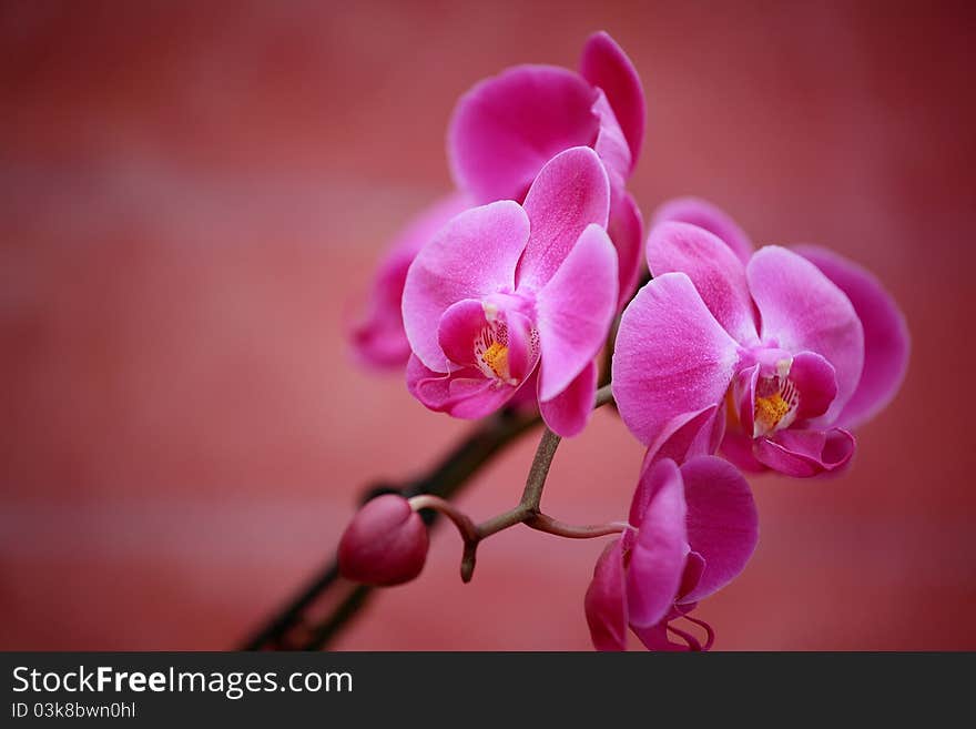 Pink Orchid