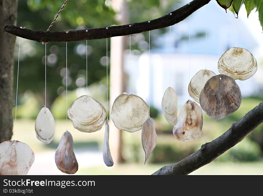 Shells Decoration hanging from the tree.