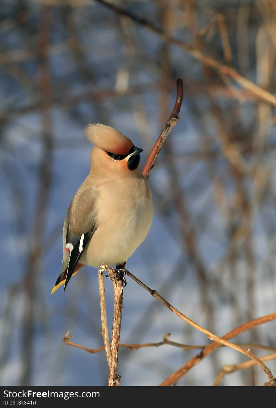 Waxwing sitting on branch in bush