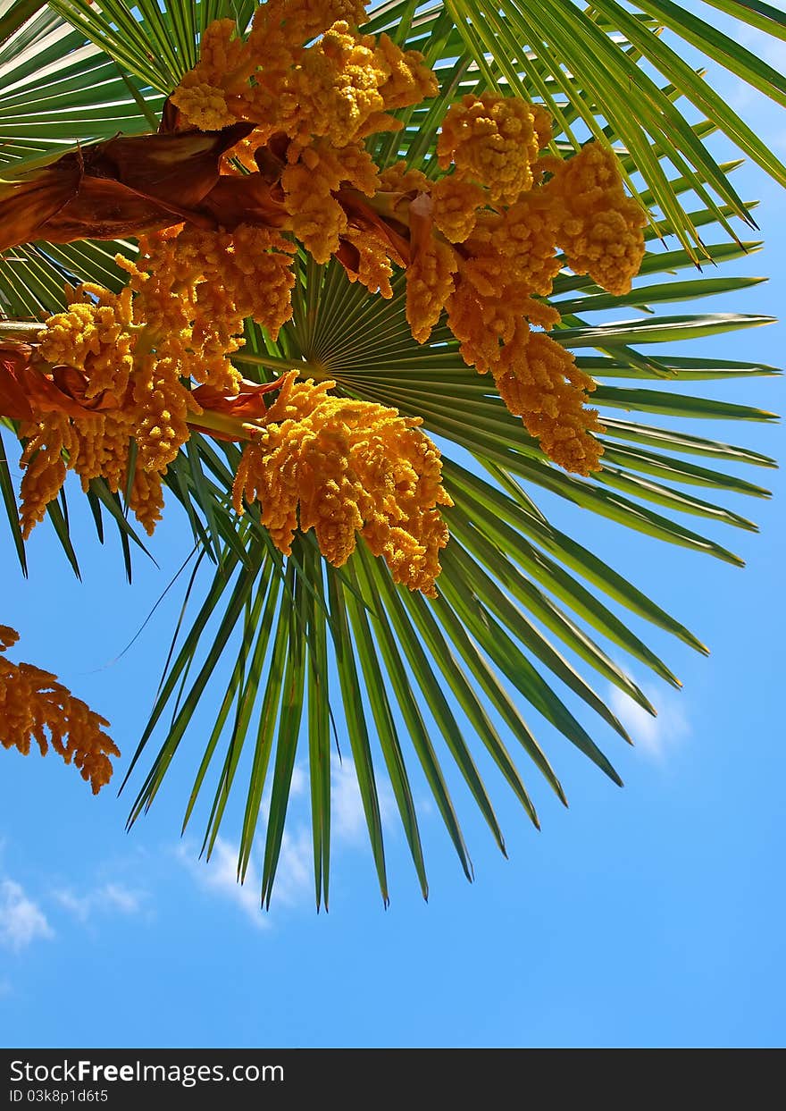 Blossoming palm tree with green leaves against a blue sky. Blossoming palm tree with green leaves against a blue sky