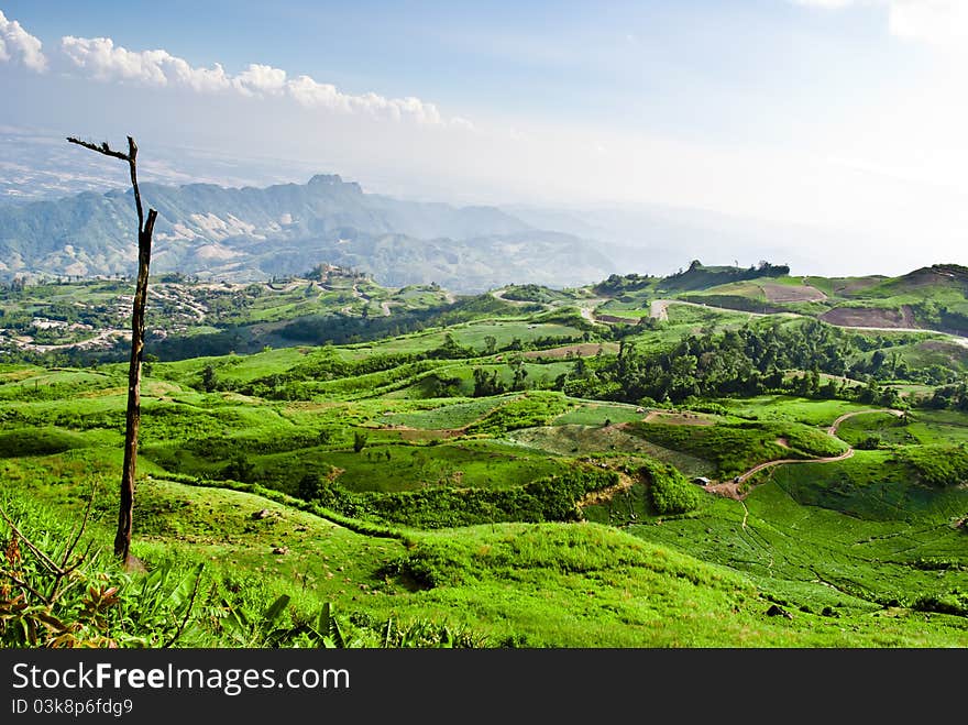 Big Cabbage farm on the mountain