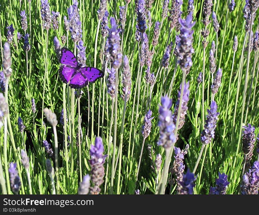 Butterfly flying over wild lilies of the field spikes