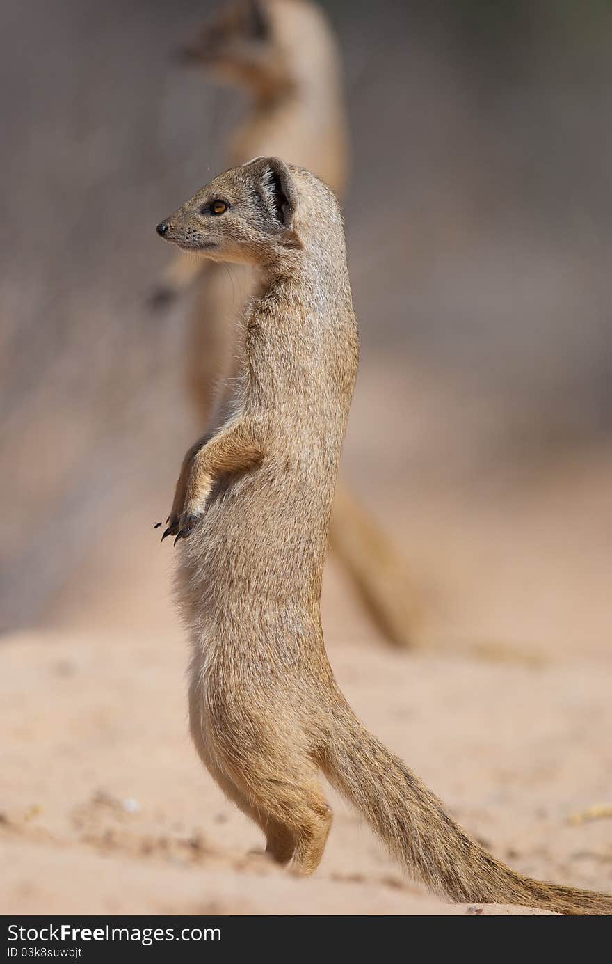 Yellow Mongoose