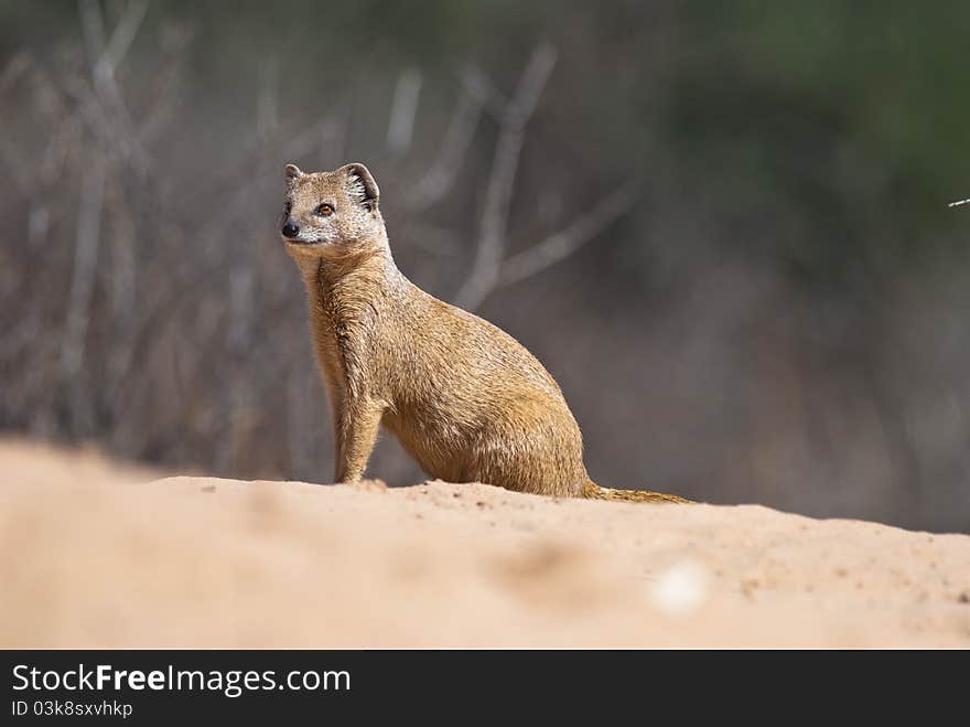 Yellow Mongoose