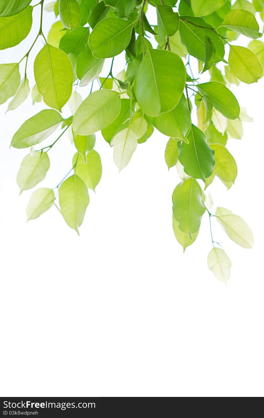 Branches on a white background