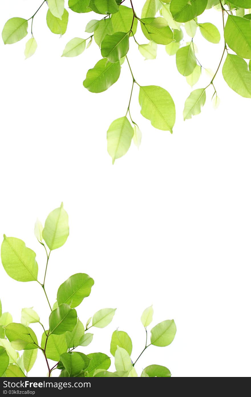 Branches on a white background