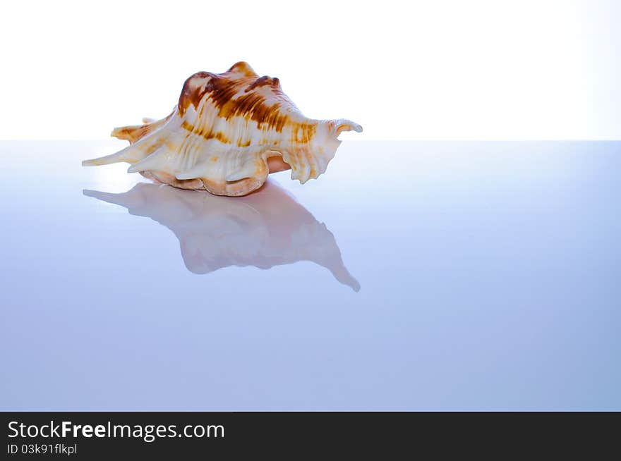 Marine coral and shells. Reflected on the table