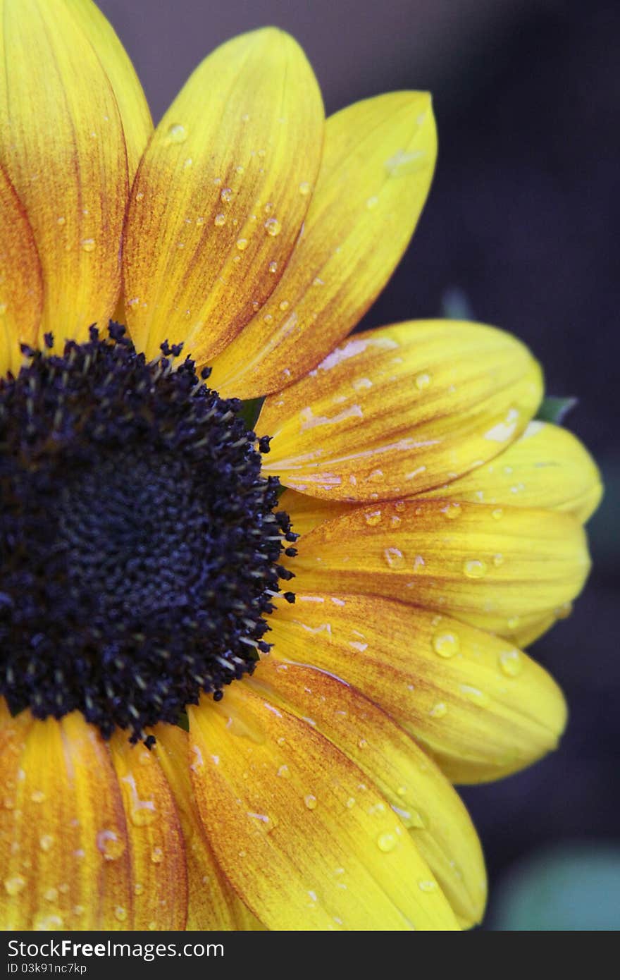 Backyard Sunflower