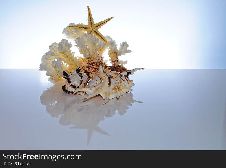 Marine coral and shells. Reflected on the table