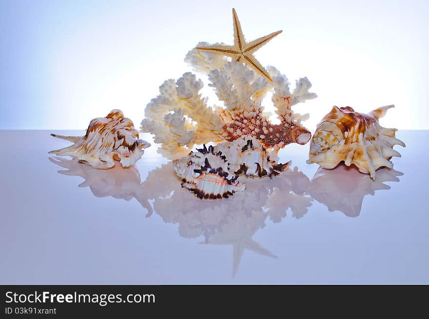 Marine coral and shells. Reflected on the table