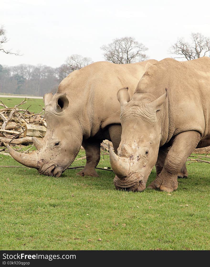 Two White Rhinos eating