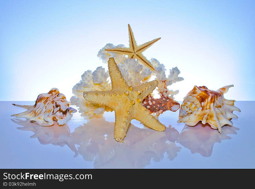 Marine coral and shells. Reflected on the table