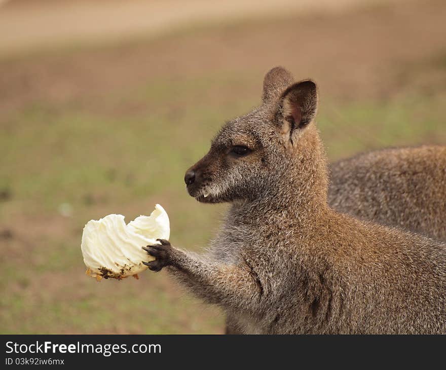 A Bennett's Wallaby eating a lettuce leaf. A Bennett's Wallaby eating a lettuce leaf.