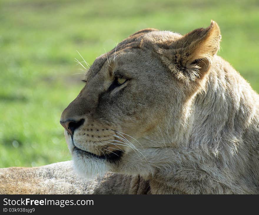 African Lioness - Panthera Leo