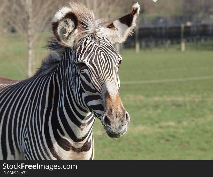 Grevy s Zebra