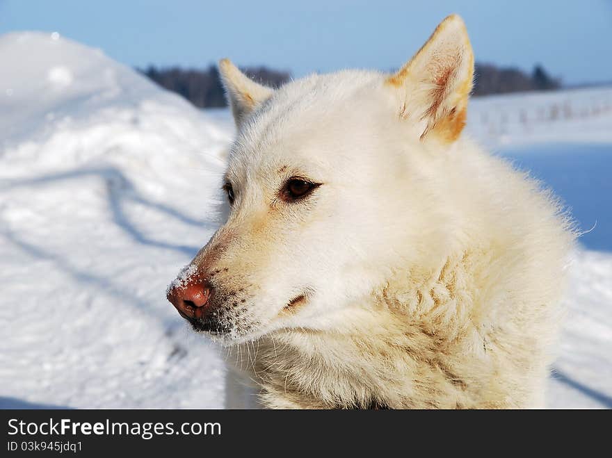 White dog winter snow covered field nose brown eyes of the jury to one side