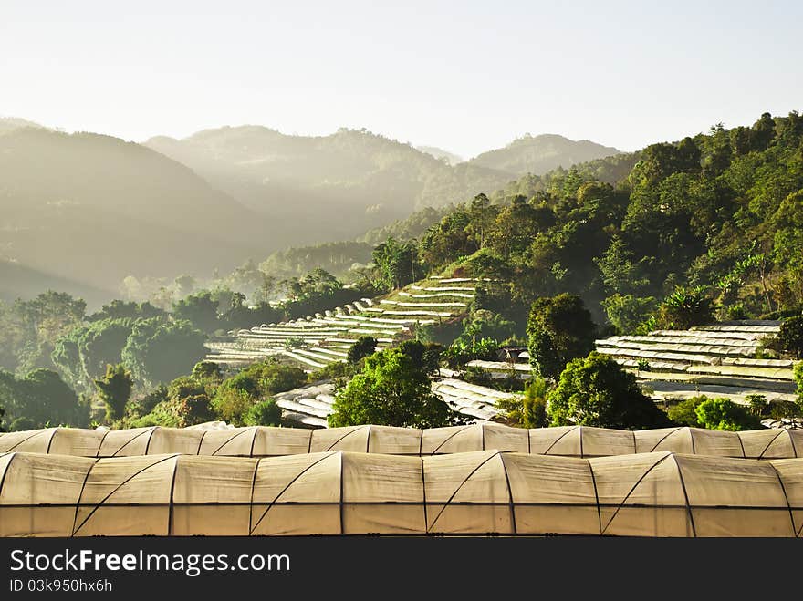 Organic Farm On The Mountain