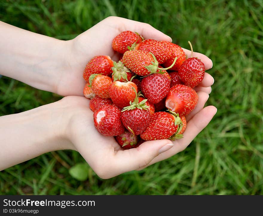 Berries a strawberry lie in female hands. Berries a strawberry lie in female hands