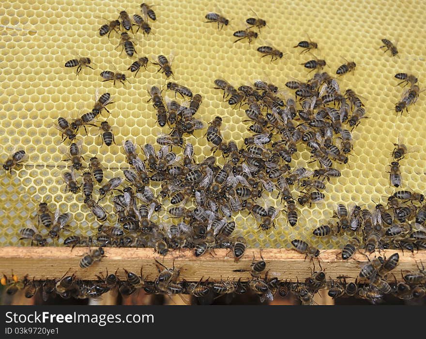 Bees creep on a framework in a beehive. Bees creep on a framework in a beehive