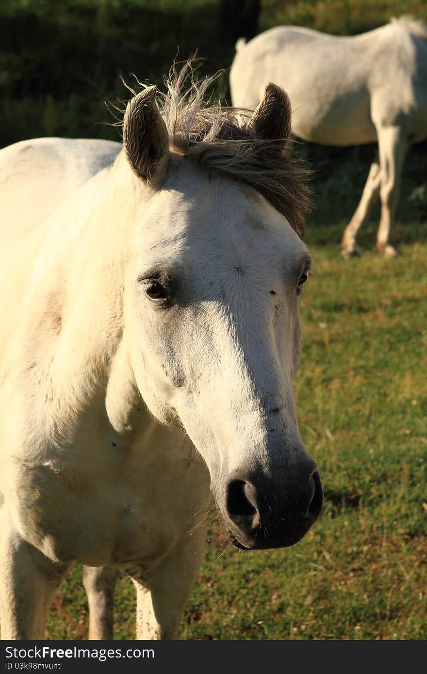 White horse in green grass