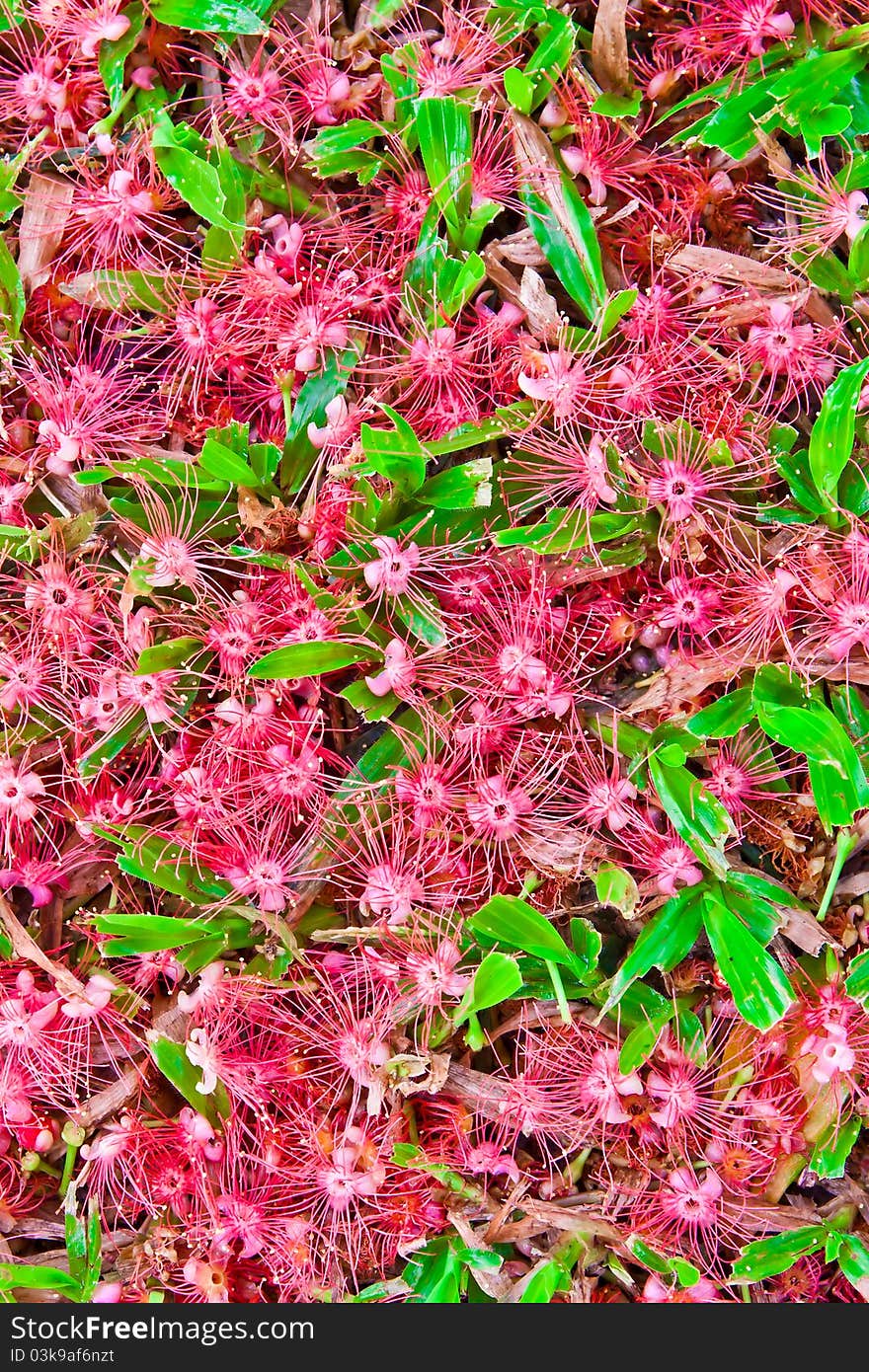 Blossoms on the grass