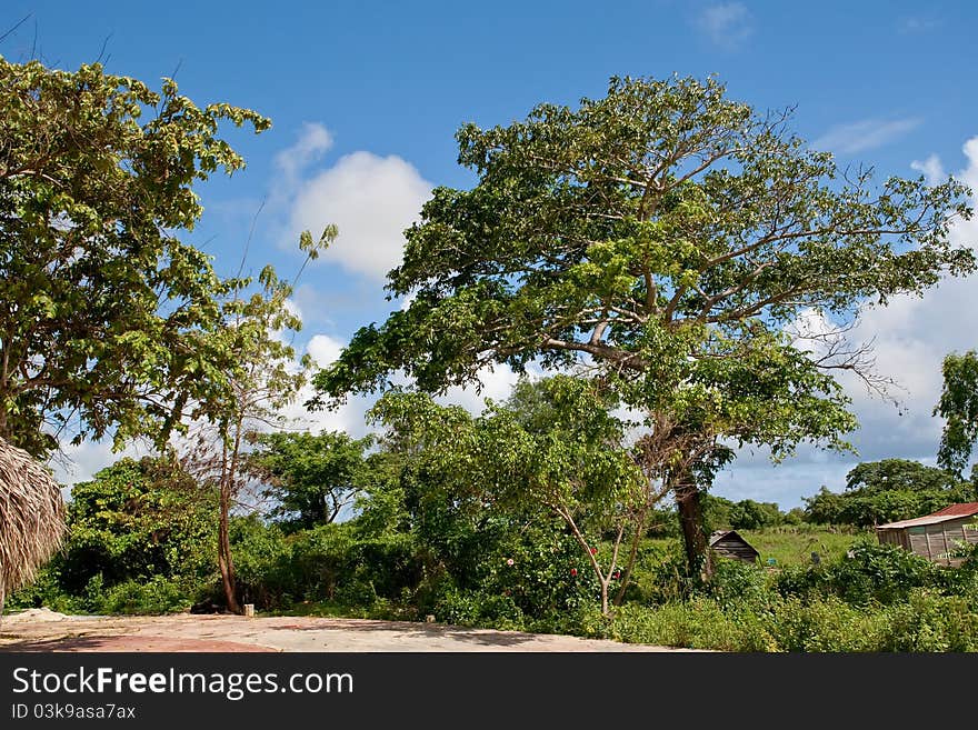 Green forest in the country under blue sky