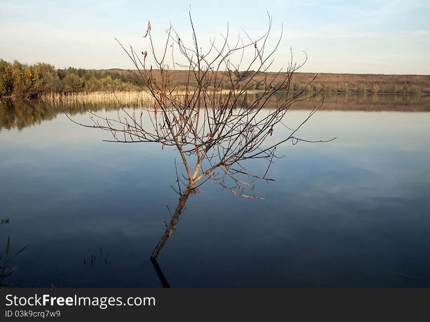 Branch growing from the center of the lake. Branch growing from the center of the lake