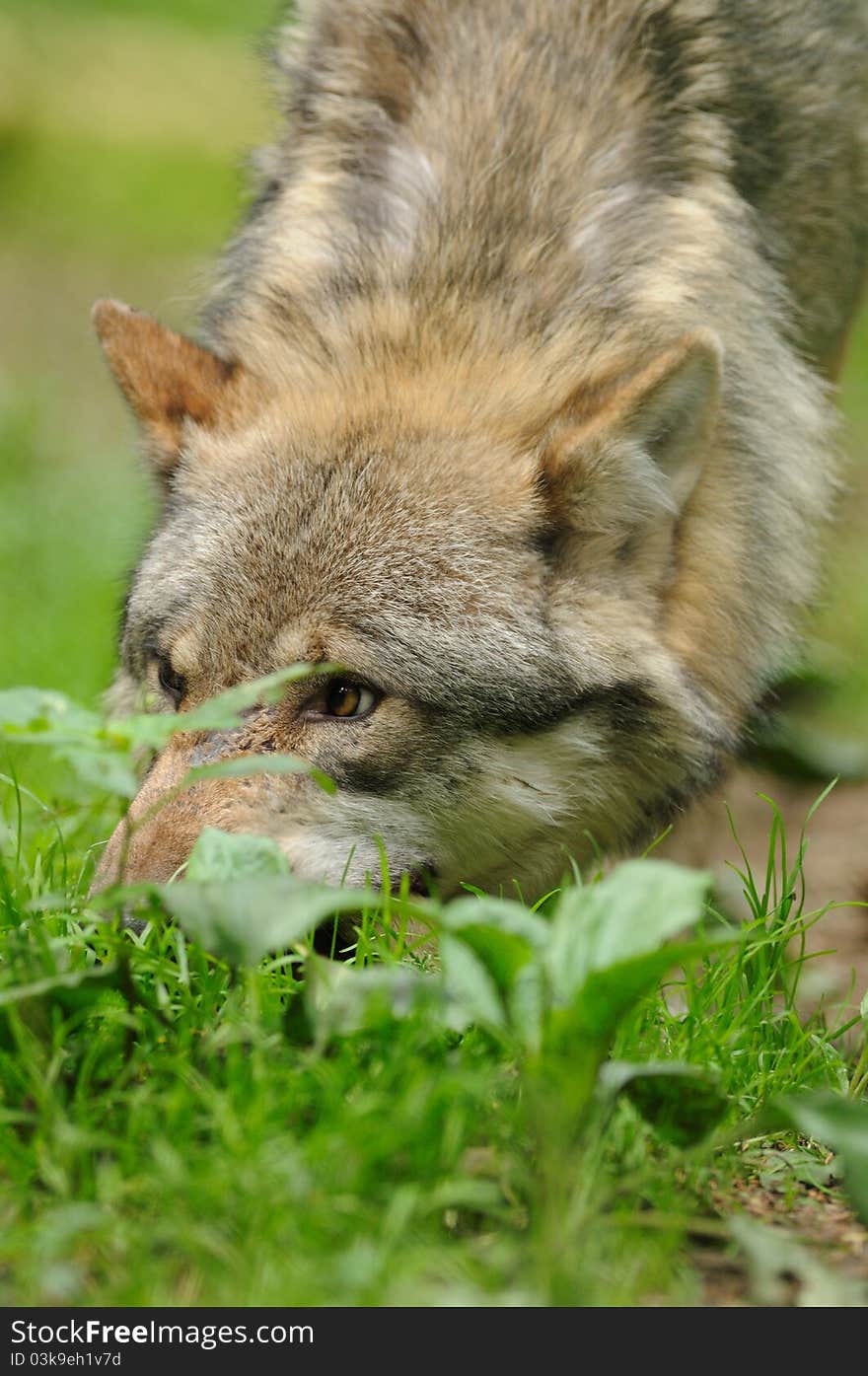 The gray or grey wolf often known as the wolf only.