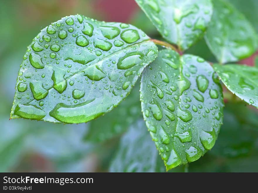 Many water drops on a green leaf