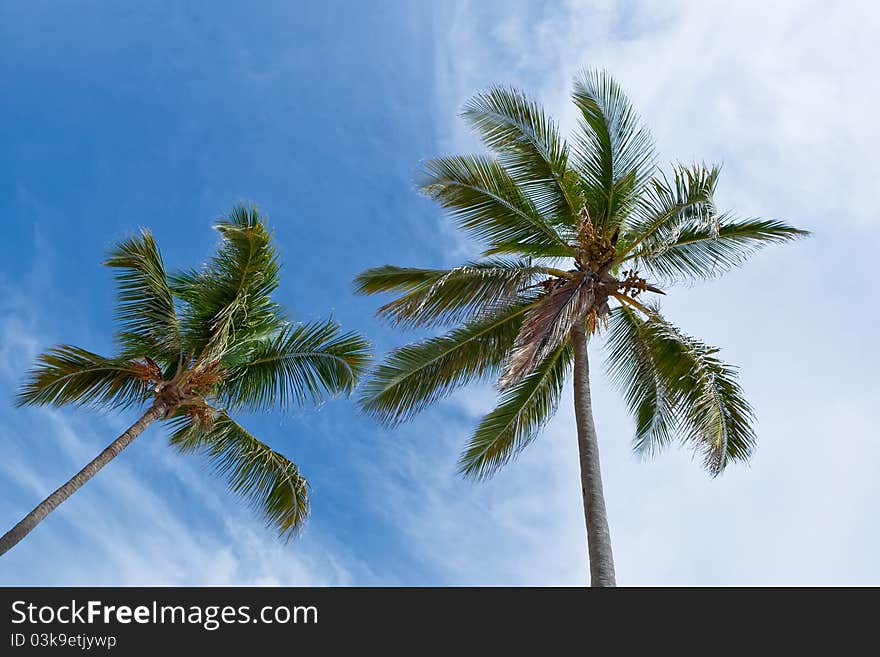 Forest of palms under blue sky