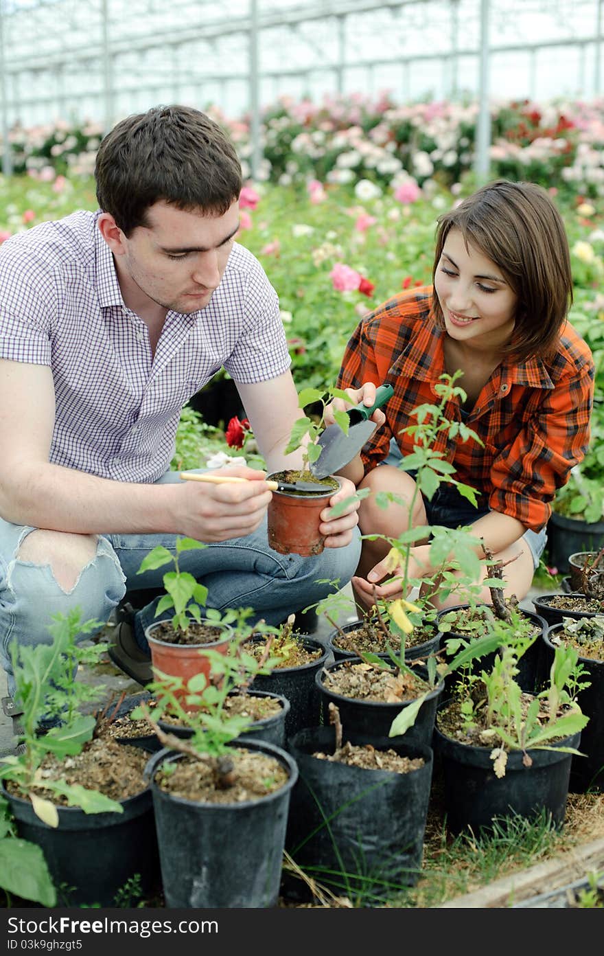 An image of a young couple working in a greenhouse. An image of a young couple working in a greenhouse