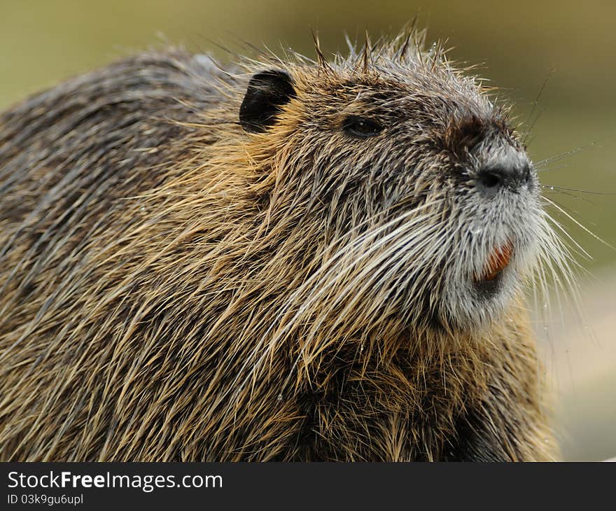 The nutria is also called coypu. The nutria is also called coypu.