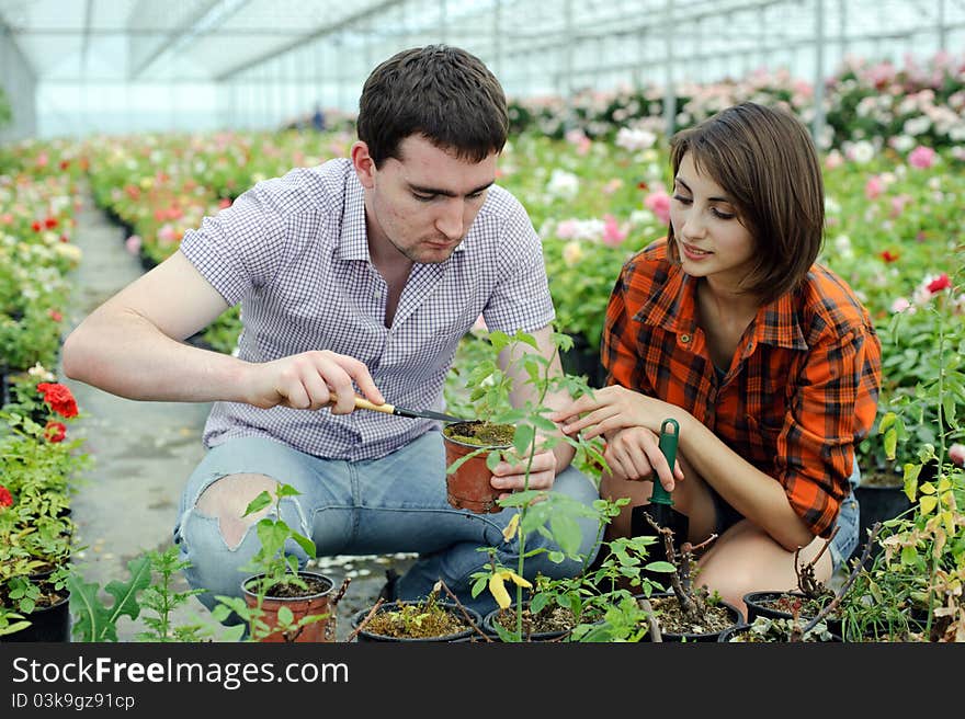 An image of a young couple working in a greenhouse. An image of a young couple working in a greenhouse