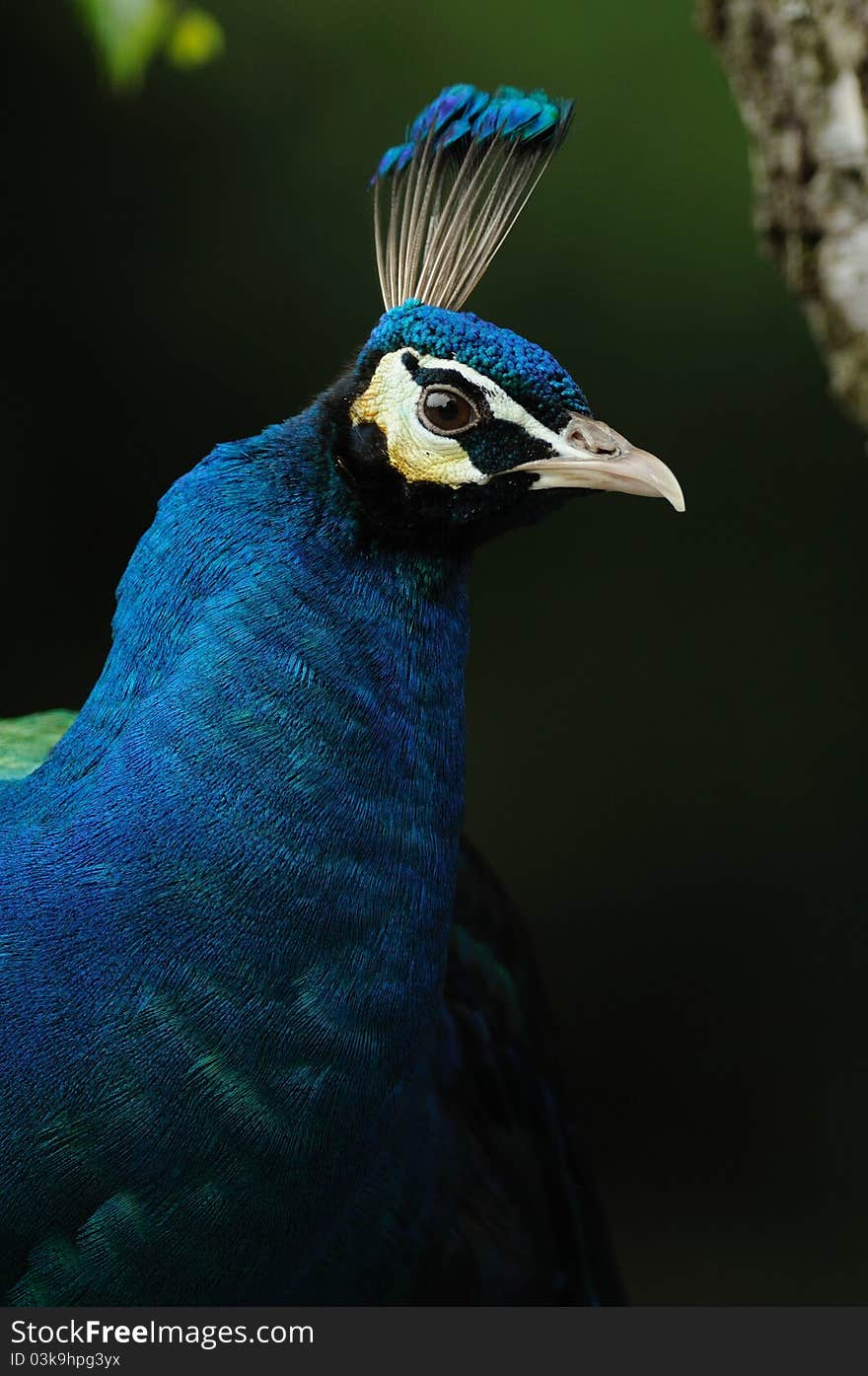 Blue Peafowl (Pavo cristatus)