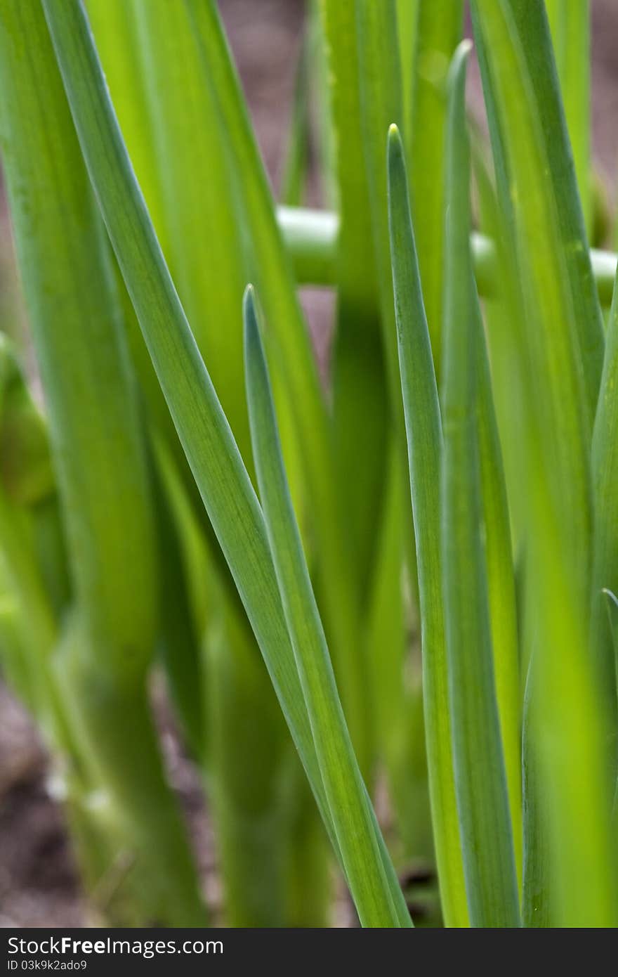 Row of spring onions.Close up.