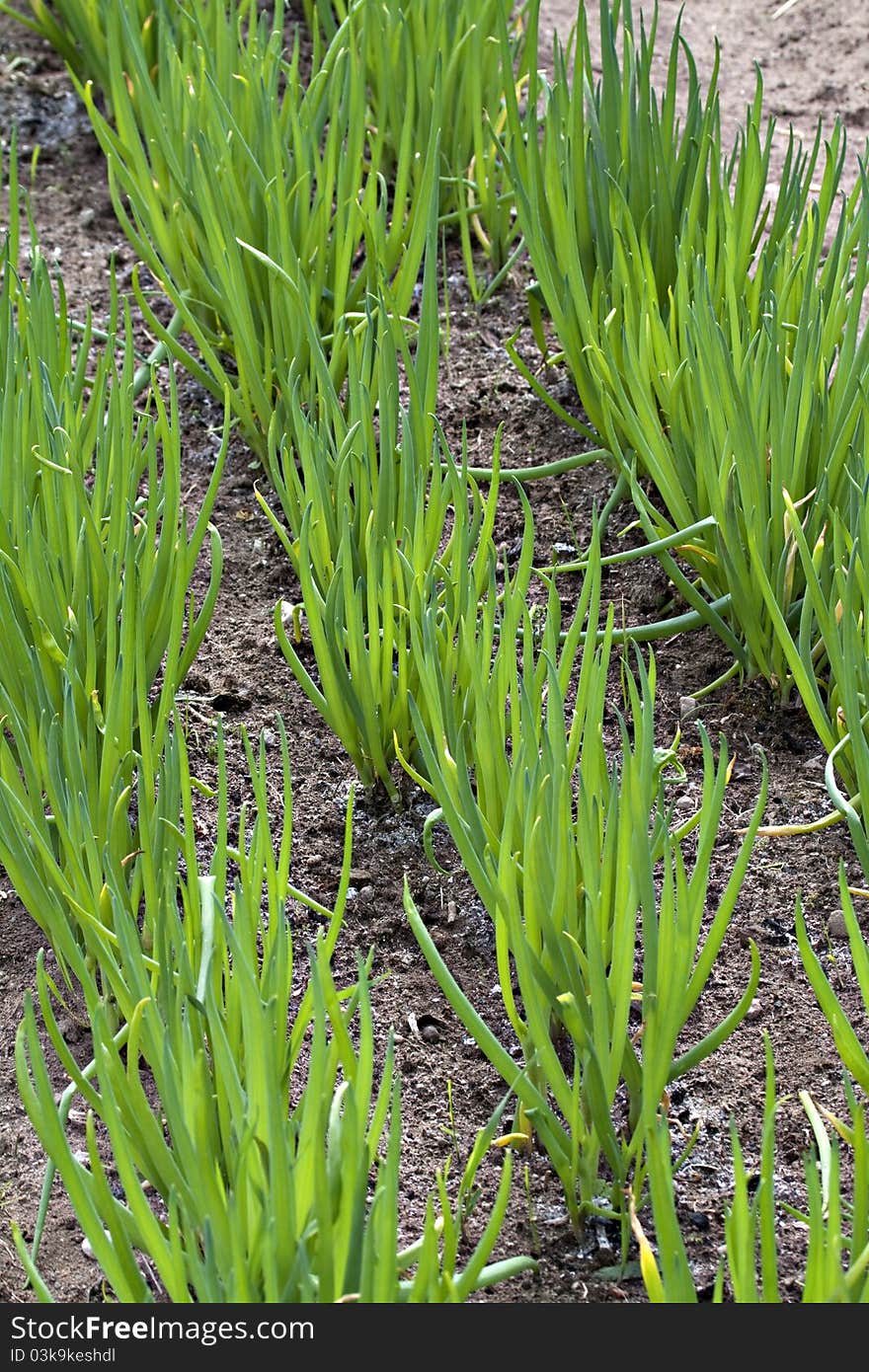 Row of spring onions in summer. Row of spring onions in summer.