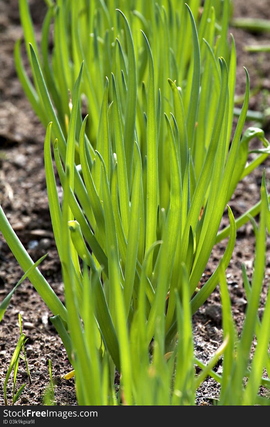 Row of spring onions.Close up.