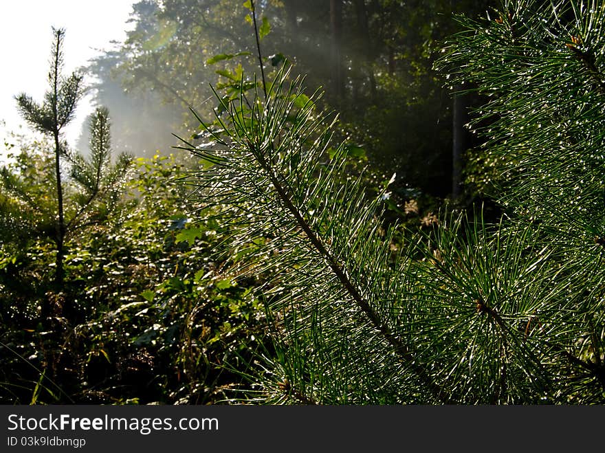 Morning dew on the pine branches mixed forest. Morning dew on the pine branches mixed forest.