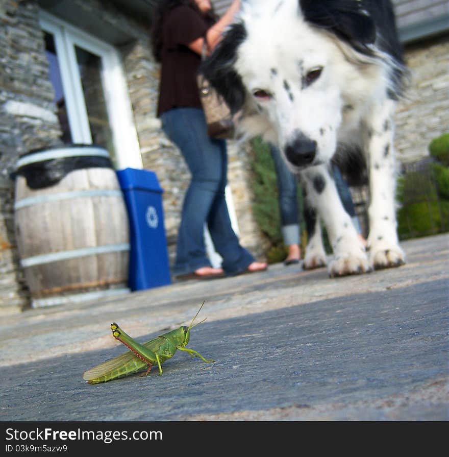 Dog looking at Grasshopper