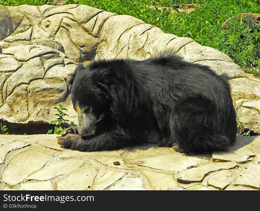 Black bear lies on the stone