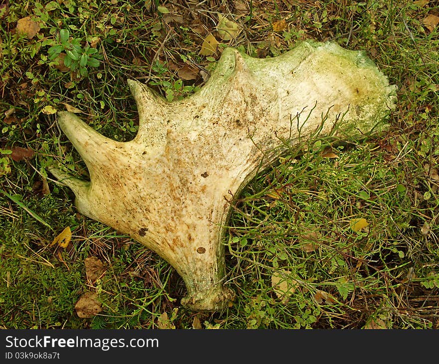 Moose antler in the forest, wildlife. Moose antler in the forest, wildlife