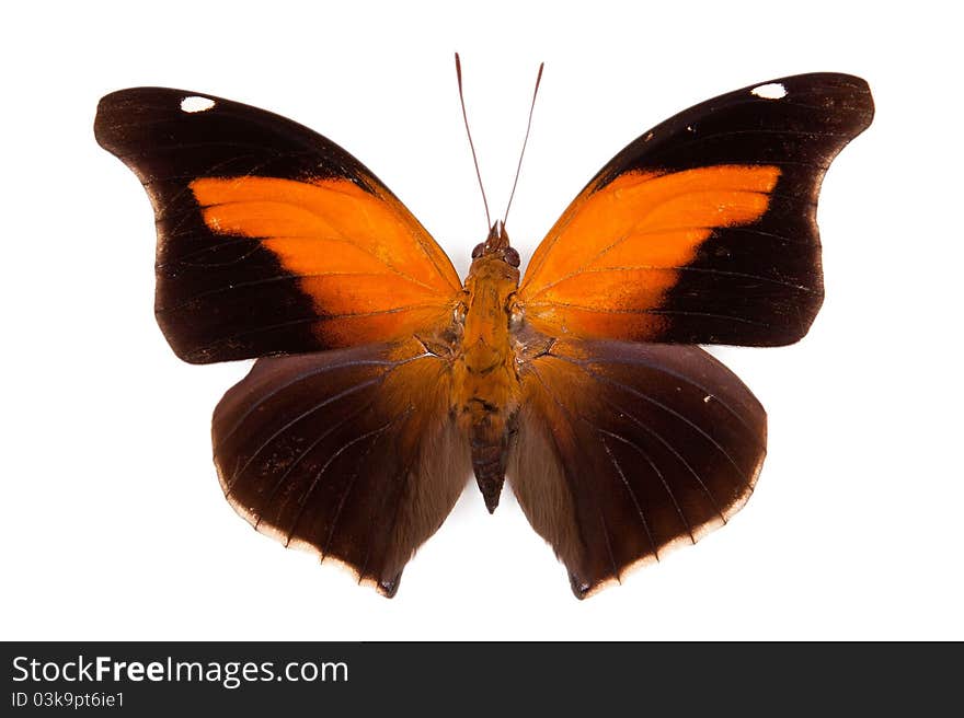 Black and orange butterfly Historis odius isolated on white background