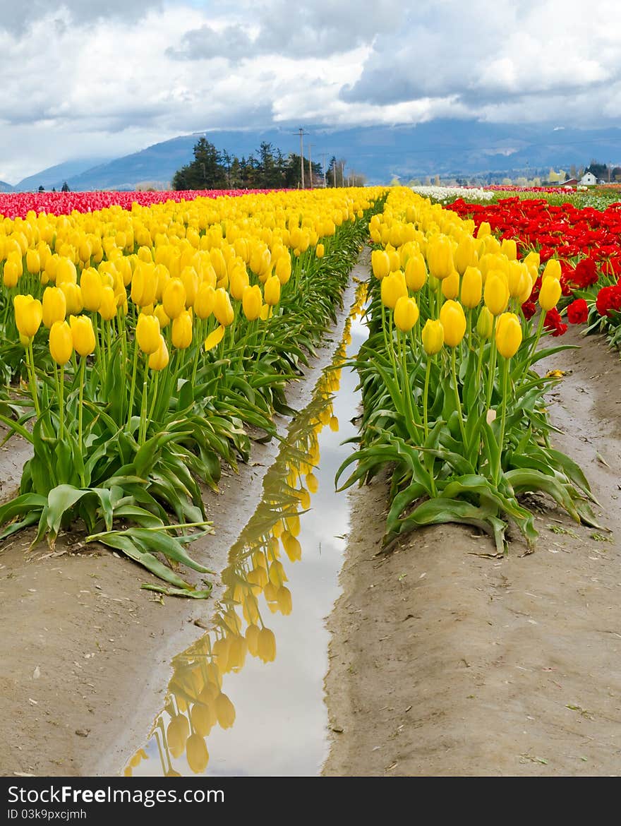 Field of tulips at Skagit, Washington State, America. Field of tulips at Skagit, Washington State, America.