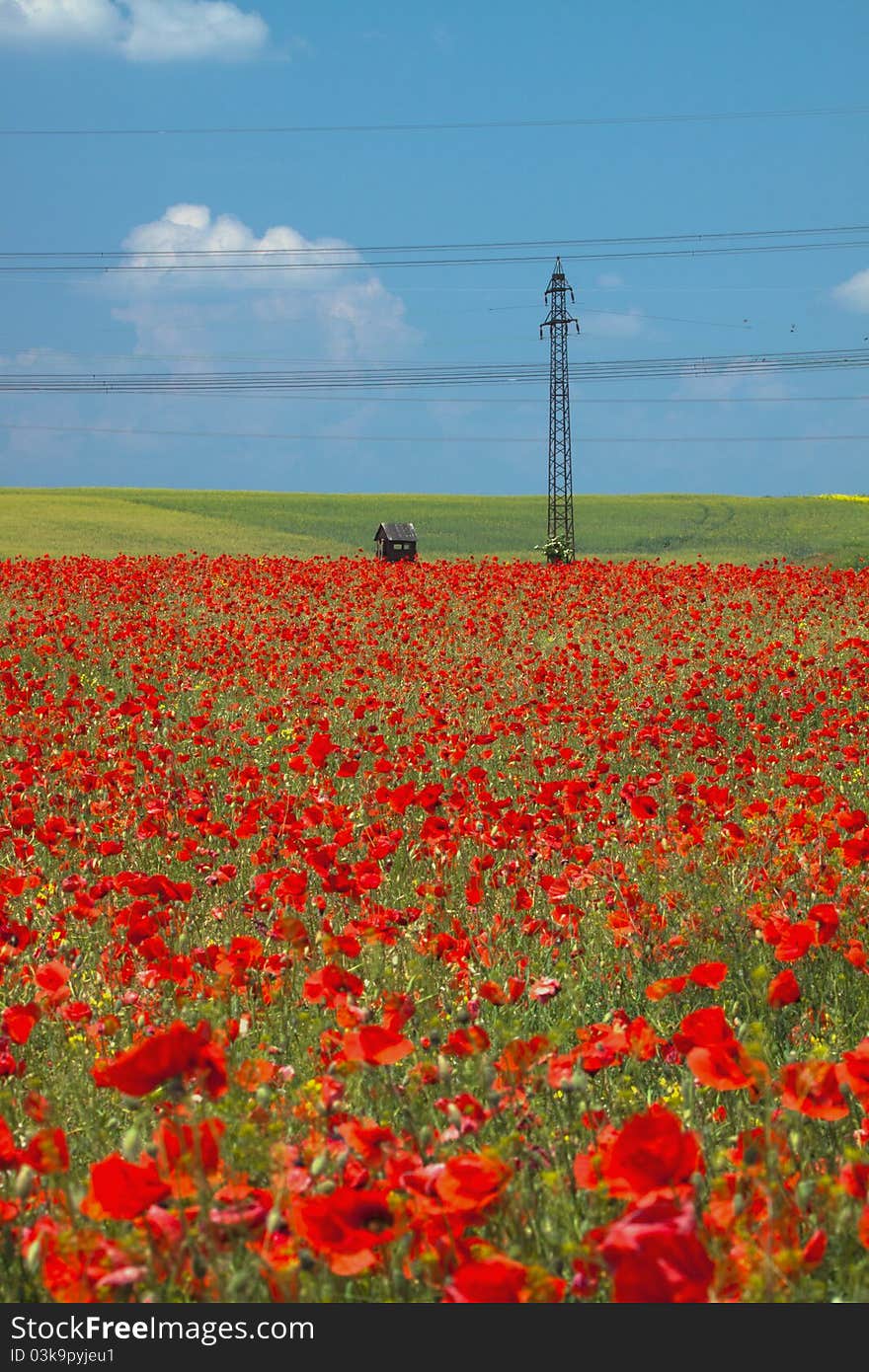 Poppy field