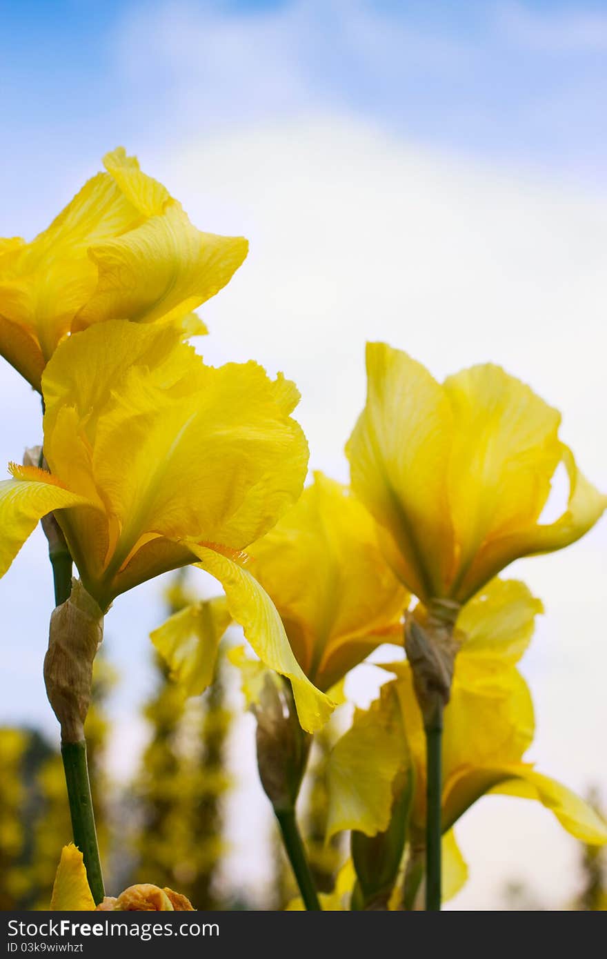 Beautiful yellow flowers close-up,background. Beautiful yellow flowers close-up,background