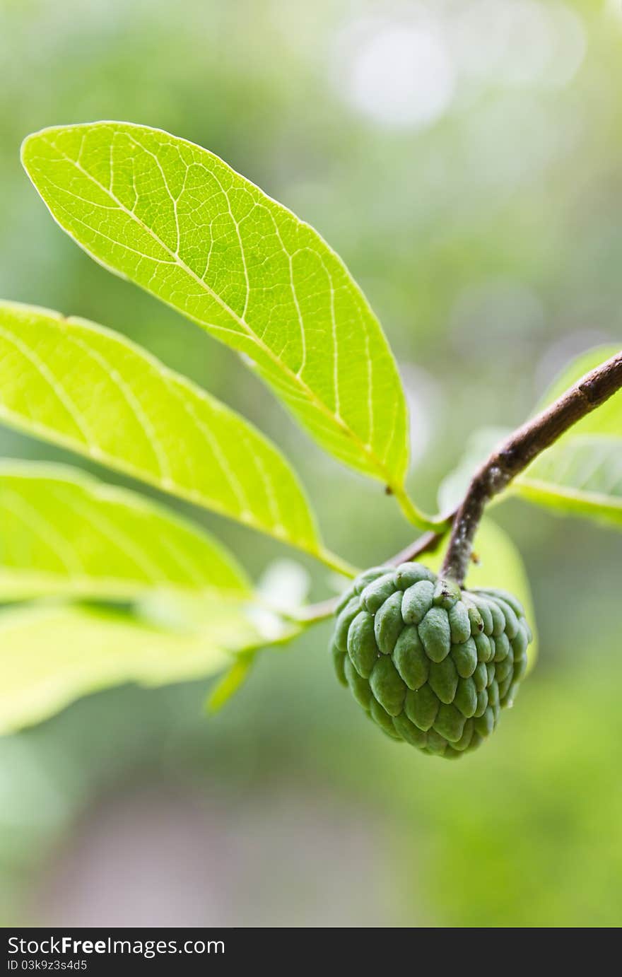 Custard apple growing on tree in nature