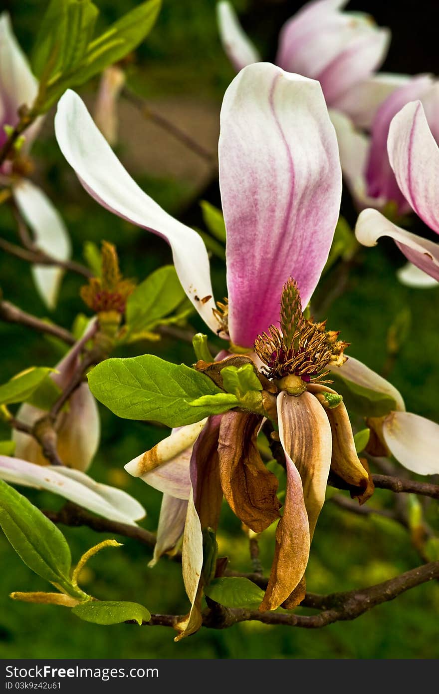 Magnolia inside after blooming