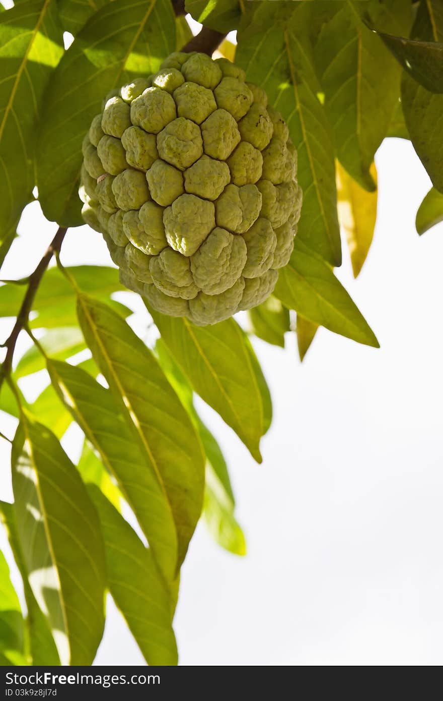 Custard apple growing on tree in nature