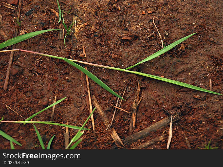 Grass Red Dirt